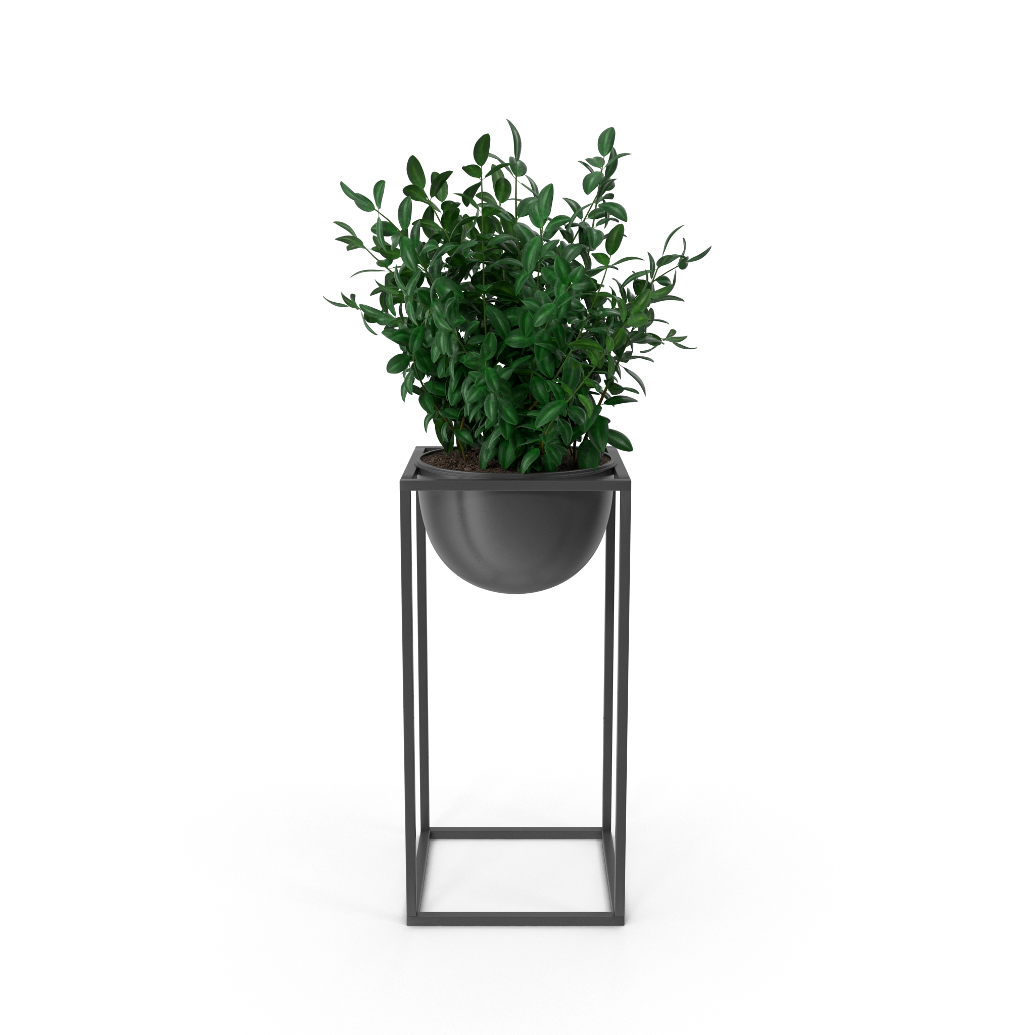 House Showpiece Plant