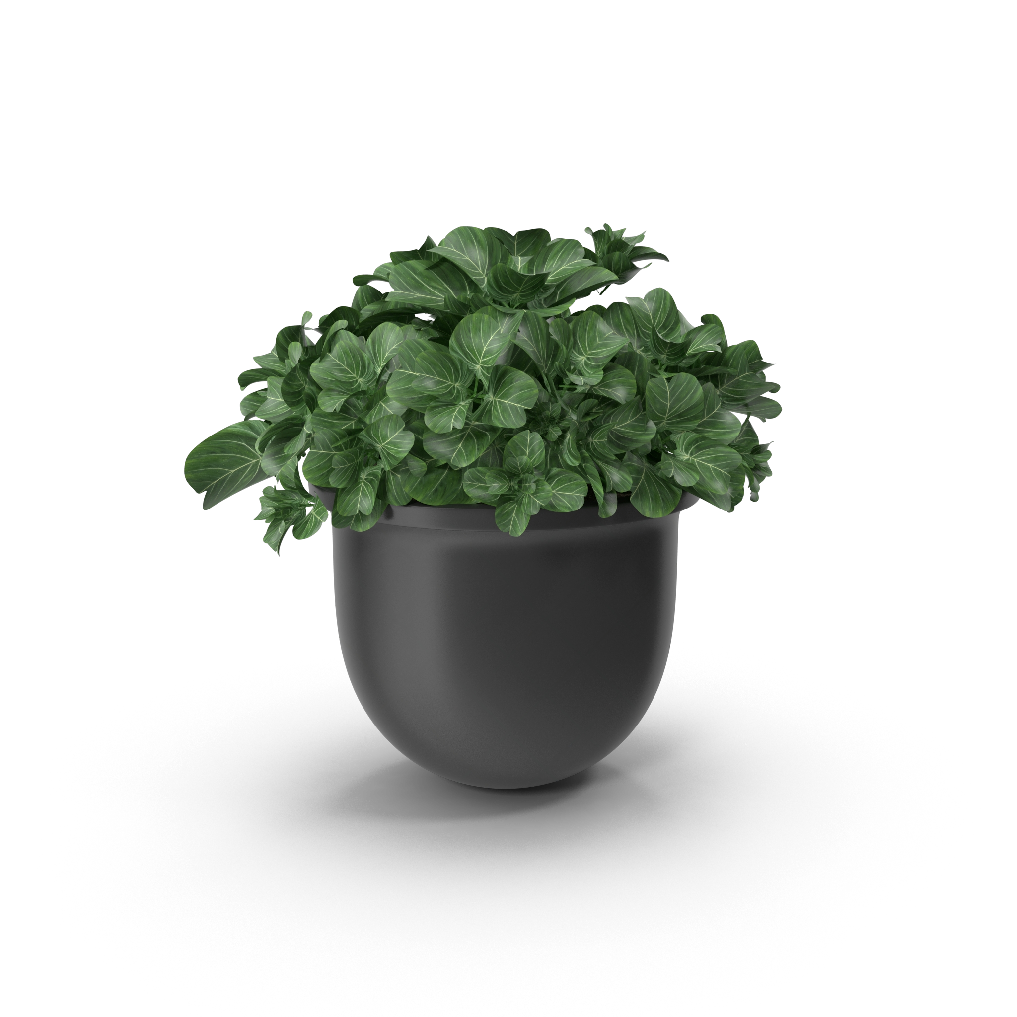 Plant Pot