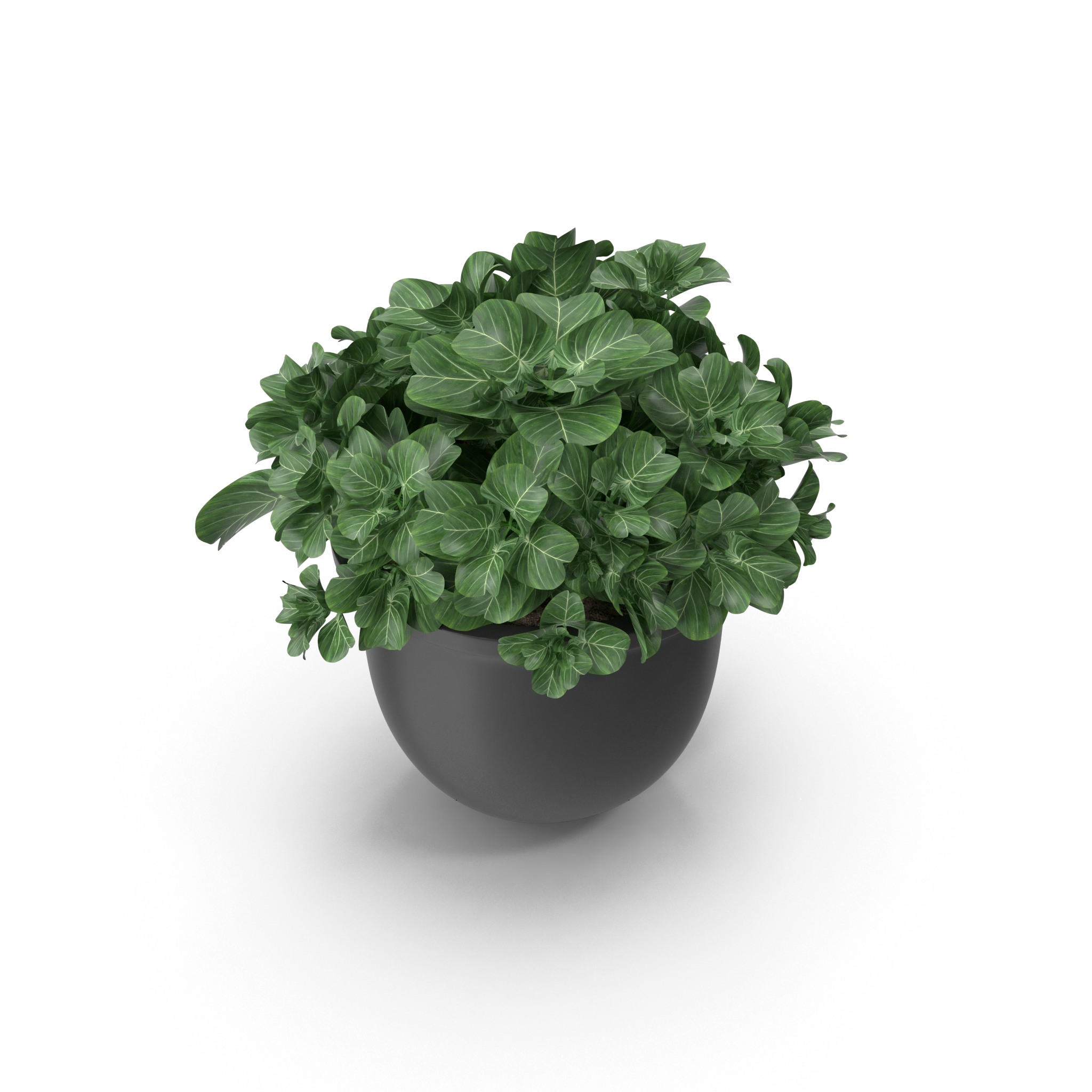 Plant Pot 3